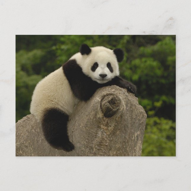 Carte Postale Bébé panda géant (Devant)