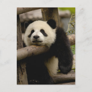 Carte Postale Bébé panda géant Ailuropoda melanoleuca)