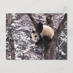 Carte Postale Bébé panda jouant sur un arbre recouvert de neige,