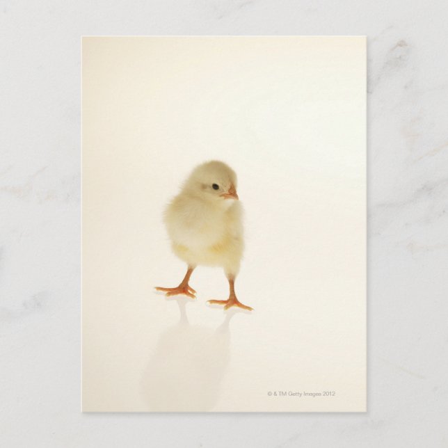 Carte Postale Bébé poulet (Devant)
