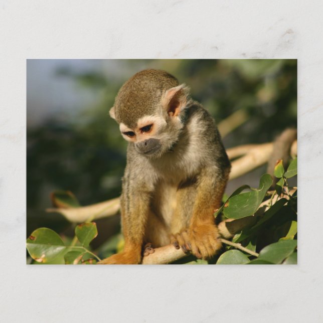 Carte Postale Bébé singe (Devant)