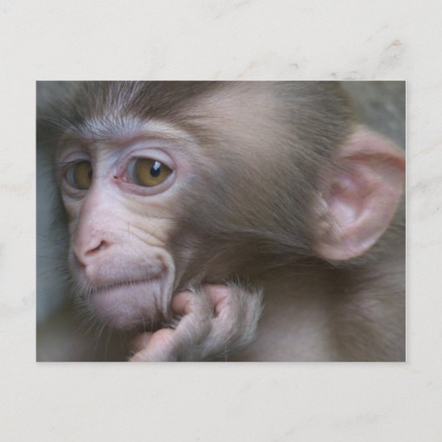 Carte Postale Bébé singe (Devant)