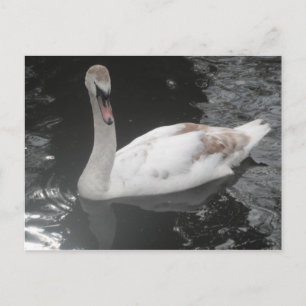 Carte postale Bébé Swan nage