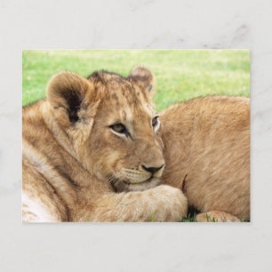 Carte postale bébé tigre