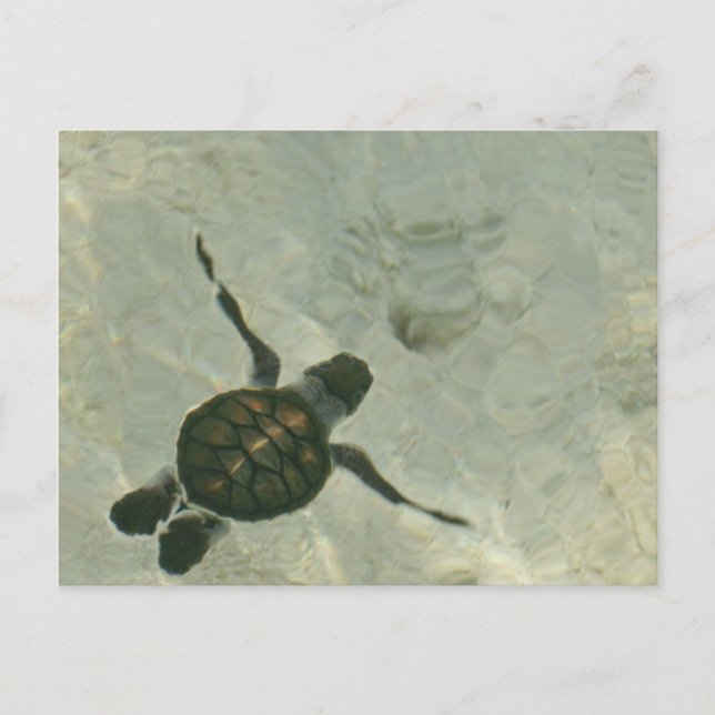 Carte Postale Bébé Tortue De Mer Se Baignant Dans La Mer (Devant)
