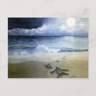 Carte Postale Bébé tortues de mer éclosion à la nuit