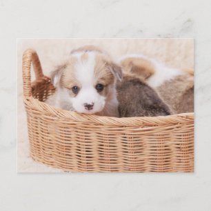 Carte Postale Bébés Animaux les Plus Mignons   Chiot Minuscule C