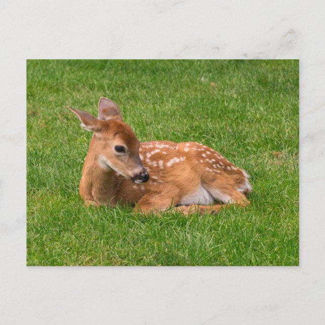 Carte Postale Bébés Animaux les Plus Mignons | Jeune Faon (Devant)