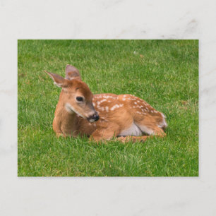 Carte Postale Bébés Animaux les Plus Mignons   Jeune Faon