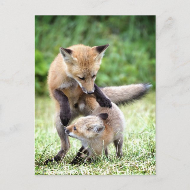 Carte Postale Bébés Animaux les Plus Mignons | Renardeau Adorabl (Devant)