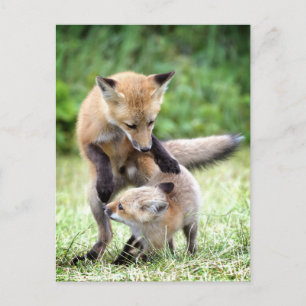 Carte Postale Bébés Animaux les Plus Mignons Renardeau Adorabl