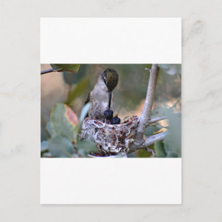 Carte Postale Bébés colibris
