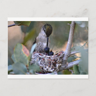 Carte Postale Bébés colibris