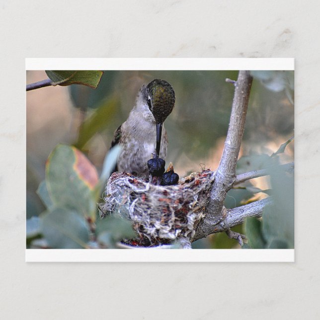 Carte Postale Bébés colibris (Devant)