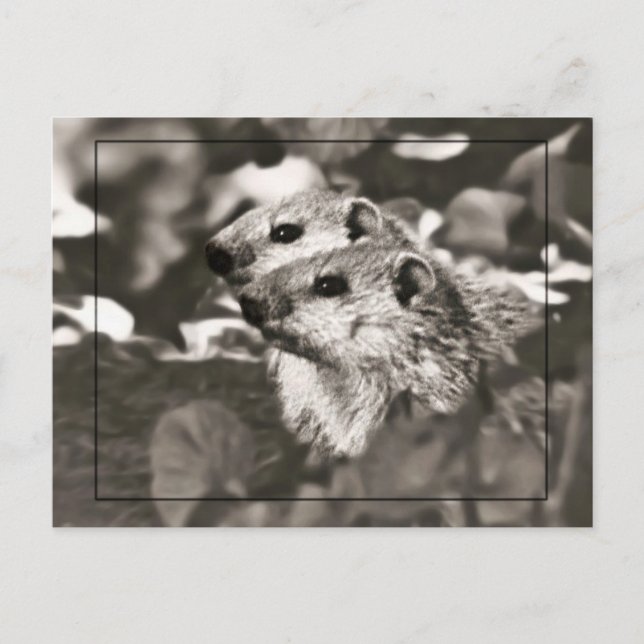 Carte Postale Bébés de marmotte (Devant)