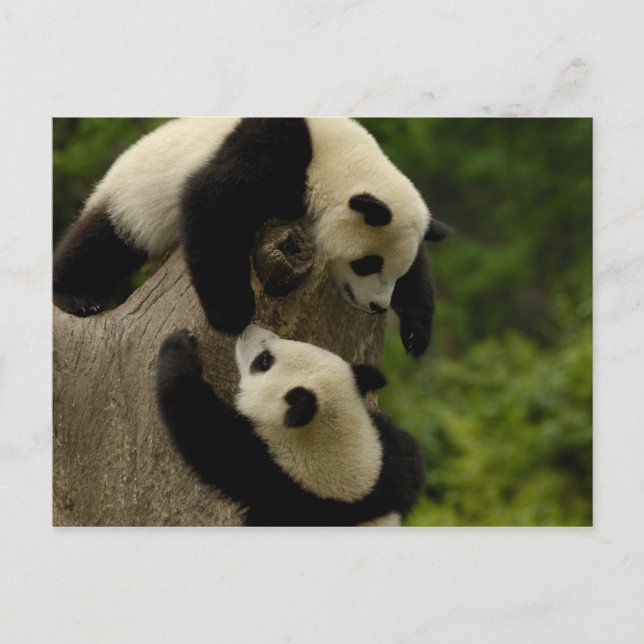 Carte Postale Bébés de panda géants (Ailuropoda melanoleuca) 5 (Devant)