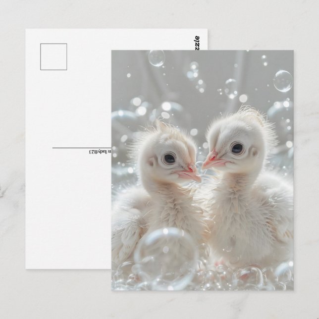 Carte Postale Bébés de paon blanc, Post-croisement (Devant / Derrière)