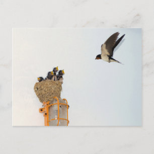 Carte Postale Bébés hirondelles de cheminée étant nourris par le