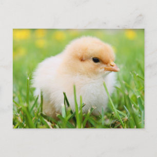 Carte Postale Bébés mignons - Animaux de ferme amusants