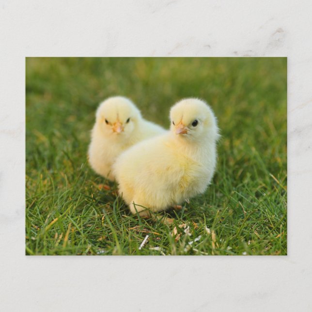 Carte Postale Bébés mignons - Animaux de ferme amusants (Devant)