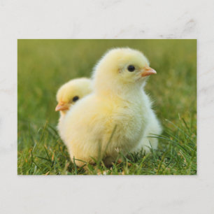 Carte Postale Bébés mignons - Animaux de ferme amusants