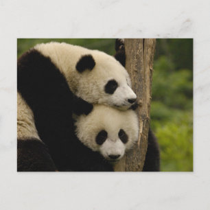 Carte Postale Bébés panda géant Ailuropoda melanoleuca)