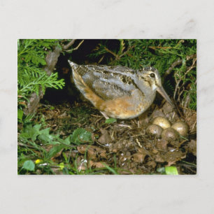 Carte Postale Bécasse américaine aux oeufs