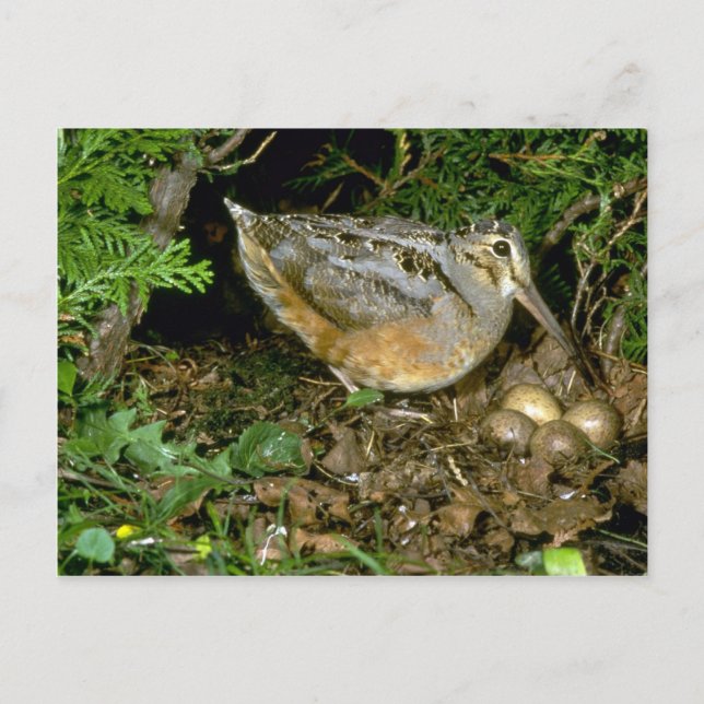 Carte Postale Bécasse américaine aux oeufs (Devant)