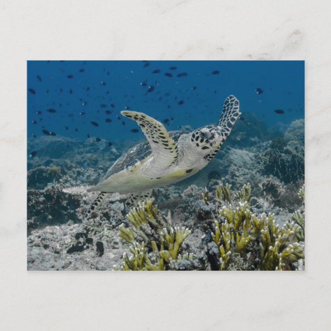 Carte Postale Bécasseau à Hawksbill La natation de la tortue mar (Devant)