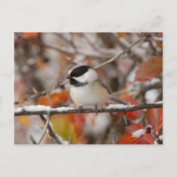 Bécasseau noir adulte en neige