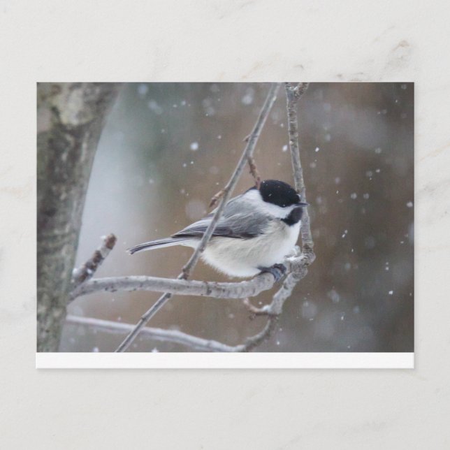 Carte Postale Bécasseau noir - Songbird (Devant)