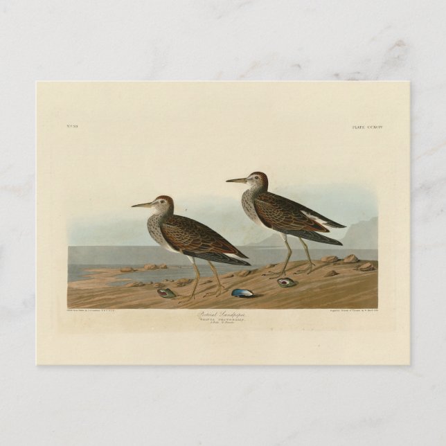 Carte Postale Bécasseau pectoral des oiseaux d'Amérique d'Audubo (Devant)