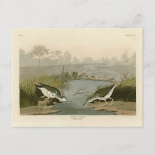 Carte Postale Bécasseau tacheté des oiseaux d'Amérique d'Audubon