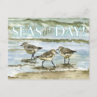 Carte Postale Bécasseaux oiseaux plage aquarelle