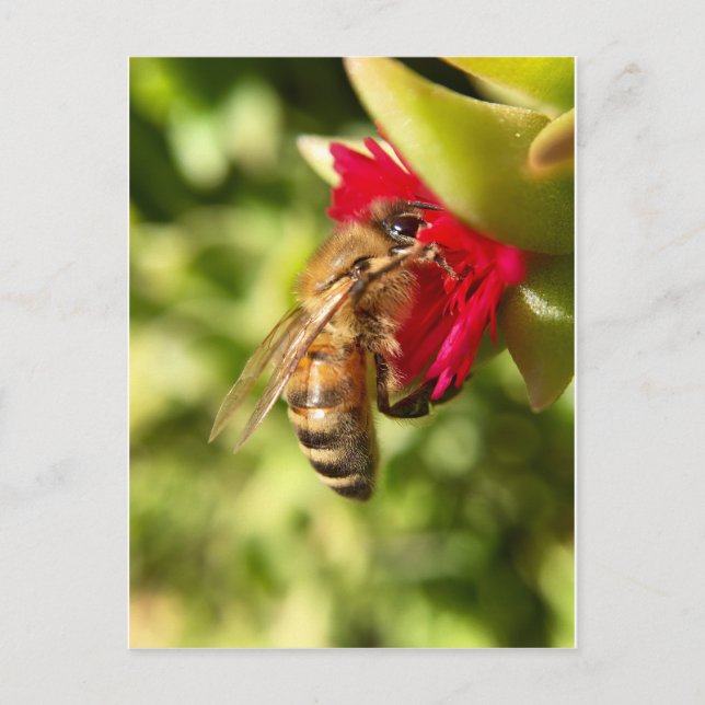 CARTE POSTALE BEE (Devant)