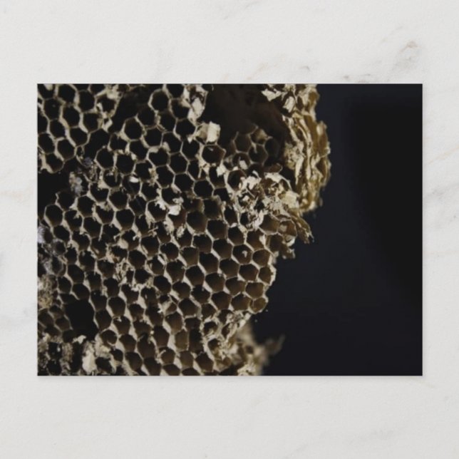 Carte Postale Bee Hive (Devant)