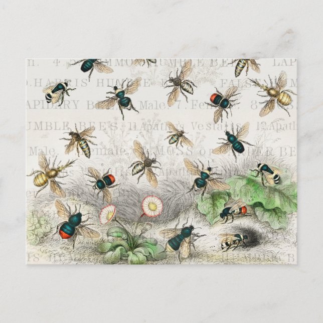 Carte Postale Bee Honey Travailleur Queen Bees Antique (Devant)