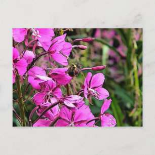 Carte Postale Bee Nice