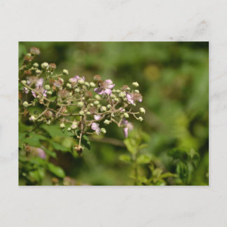 Carte Postale Bee on flower