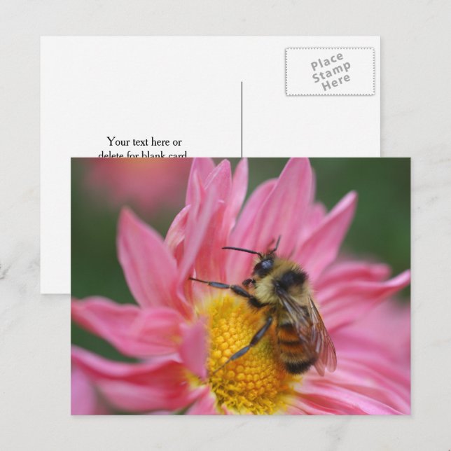 Carte Postale Bee On Pink Daisy Flower Photography  (Devant / Derrière)