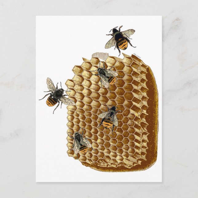 Carte Postale Bee Print, Honeycomb Illustration, Vintage (Devant)