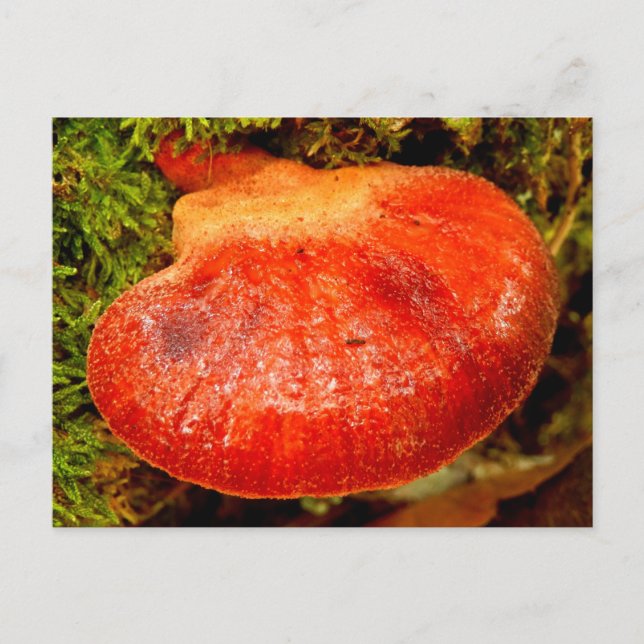Carte postale Beefsteak Fungus (Devant)