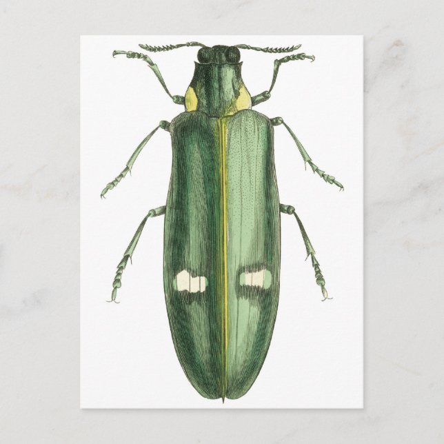 Carte Postale Beetle à revêtement métallique en bois (Devant)