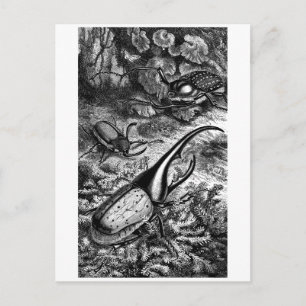 Carte Postale Beetles