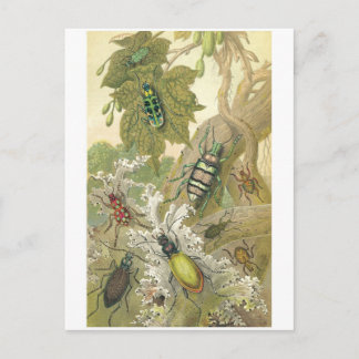 Carte Postale Beetles britanniques