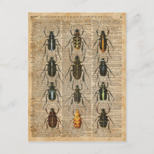 Carte Postale Beetles Bugs Zoologie Illustration Vintage