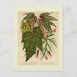 Carte Postale Begonia rex