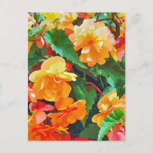 CARTE POSTALE BEGONIAS