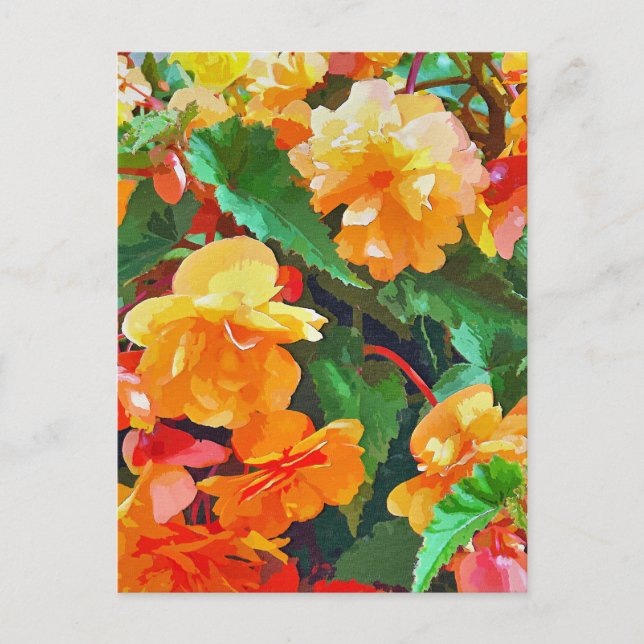 CARTE POSTALE BÉGONIAS (Devant)