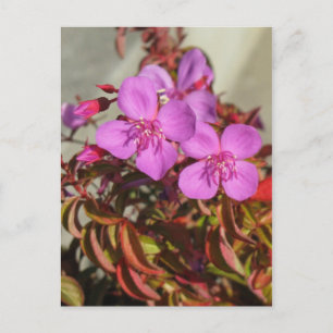 Carte postale Begonias, personnaliser